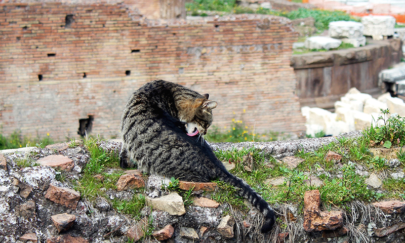 Pisica in Largo di Torre Argentina, RomaPisica in Largo di Torre Argentina, Roma