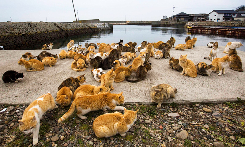 Tashirojima