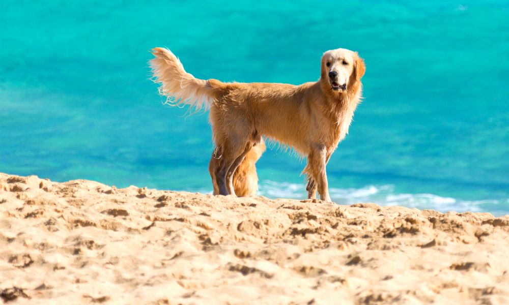 Ce trebuie sa stii daca vrei sa pleci cu animalul de companie in vacanta