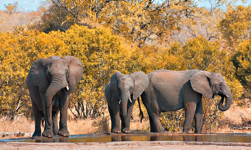 Kruger Park