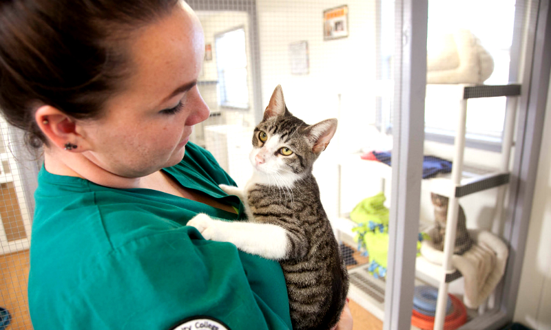 Vizita la medicul veterinar