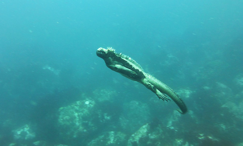 Iguana marina in Galapagos