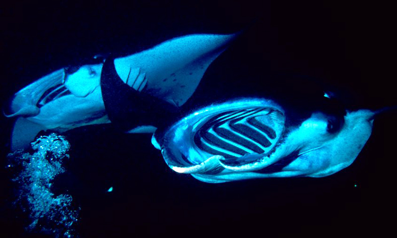 Manta Ray Night Dive
