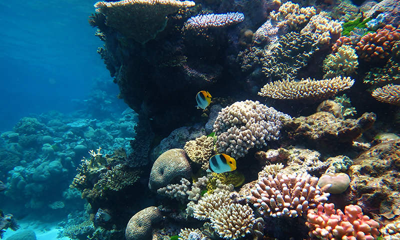 Marea Bariera de Corali, Australia