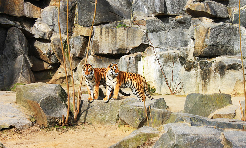 Gradina Zoologica din Berlin