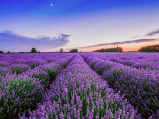  Excursie Gradina de Lavanda - Salina Slanic | 1 zi autocar | 2025 