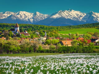  Excursie Poiana Narciselor - Cetatea Fagarasului - Manastirea Sinca Veche | 1 zi autocar | 2025 