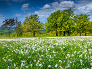  Excursie Poiana Narciselor - Cetatea Fagarasului - Manastirea Sinca Veche | 1 zi autocar | 2025 