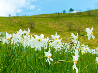  Excursie Poiana Narciselor - Cetatea Fagarasului - Manastirea Sinca Veche | 1 zi autocar | 2026 
