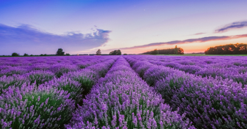 Excursie Gradina de Lavanda - Salina Slanic | 1 zi autocar | 2025