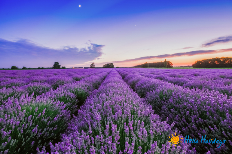 Excursie Gradina de Lavanda - Salina Slanic | 1 zi autocar | 2025