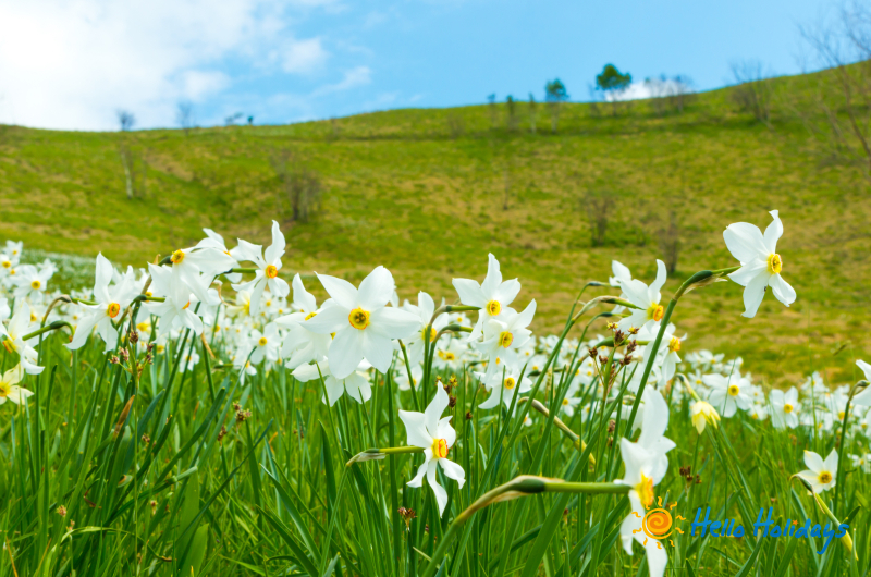 Excursie Poiana Narciselor - Cetatea Fagarasului - Manastirea Sinca Veche | 1 zi autocar | 2026
