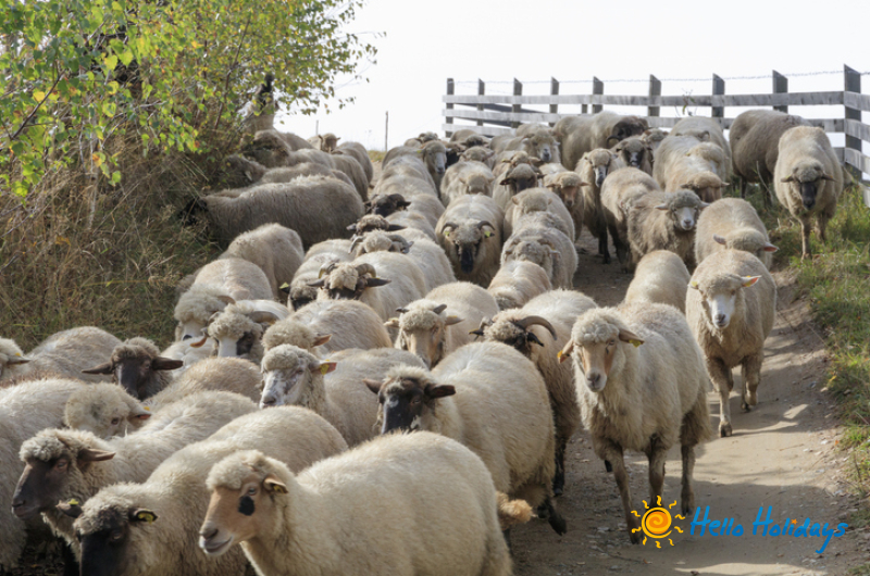 Excursie Bran si Festivalul Branzei si Pastramei 