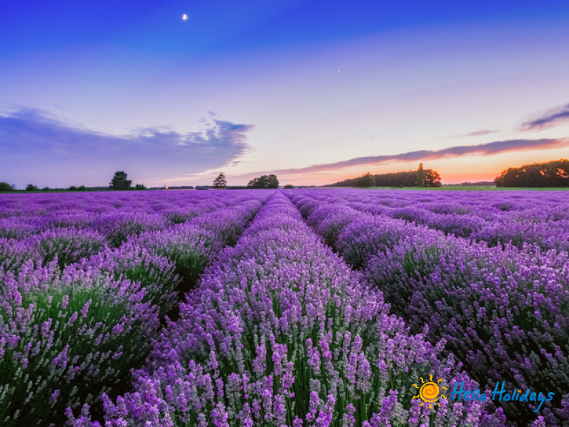 Excursie Gradina de Lavanda - Salina Slanic | 1 zi autocar | 2025