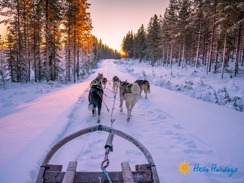 Plimbare cu sania trasa de Husky | 1 zi - autocar | 2025