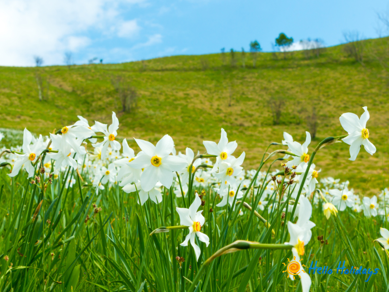 Excursie Poiana Narciselor - Cetatea Fagarasului - Manastirea Sinca Veche | 1 zi autocar | 2026