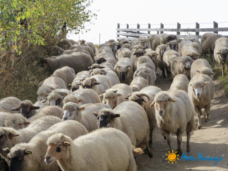 Excursie Bran si Festivalul Branzei si Pastramei 