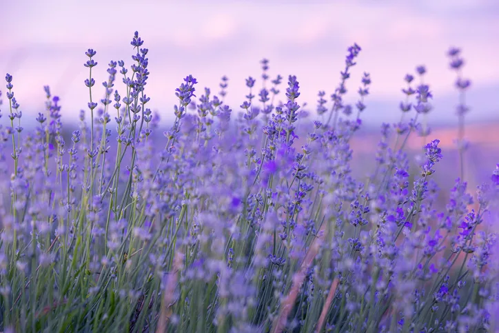 Excursie Gradina de Lavanda - Salina Slanic | 1 zi autocar | 2026