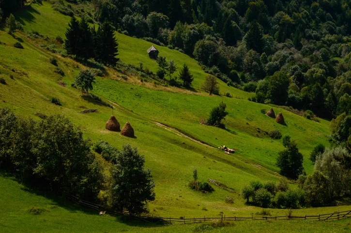 Excursie Valea Zimbrilor - Prejmer - Brasov | 1 zi - autocar | 2026