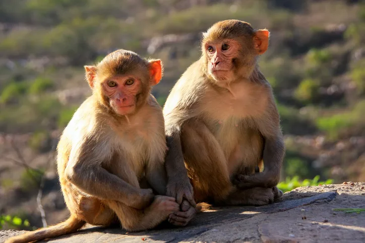 Circuit India: Varanasi & Triunghiul de Aur | 10 zile - Avion | 2027
