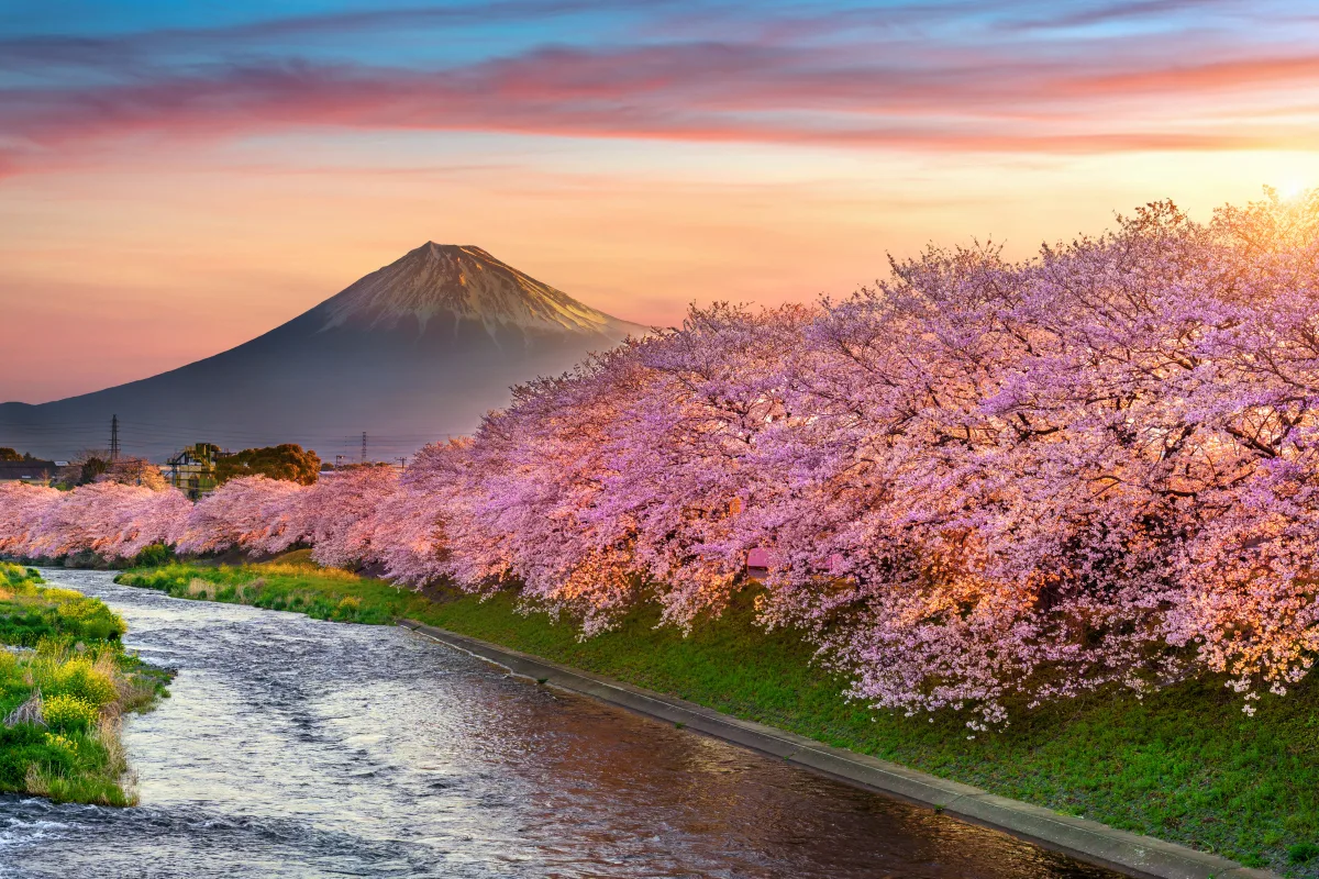 Circuit Coreea de Sud - Japonia: Sarbatoarea florilor de cires | 14 zile - Avion | 2027