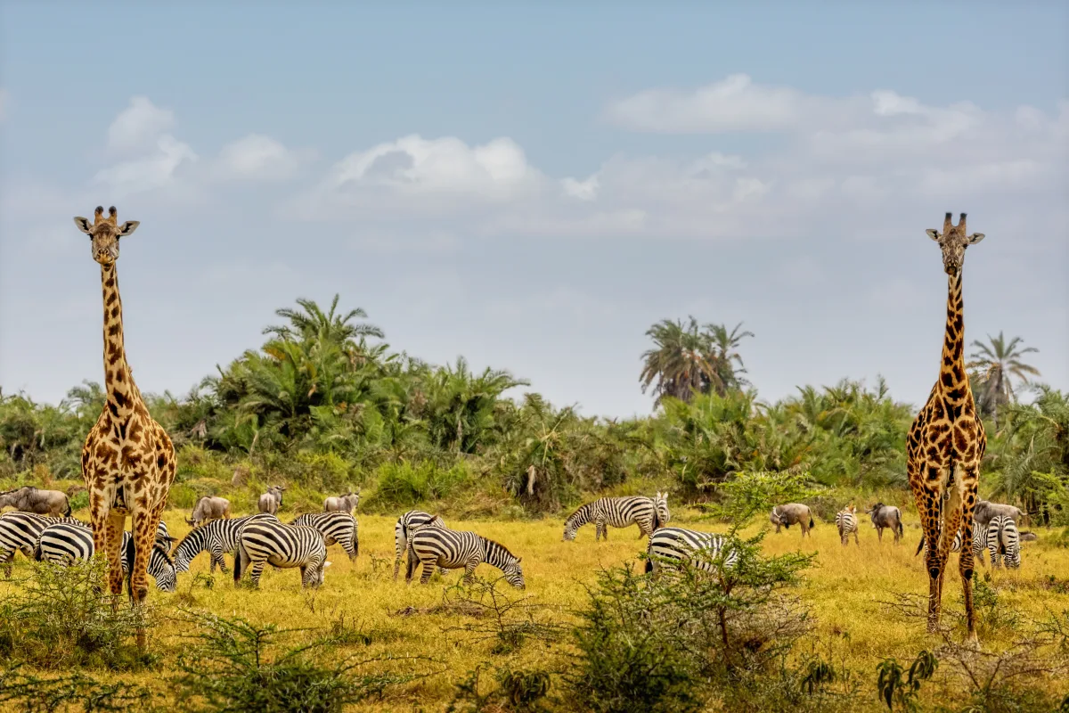 Circuit Kenya | 9 zile - avion | 2027 – Aventura in Inima Africii
