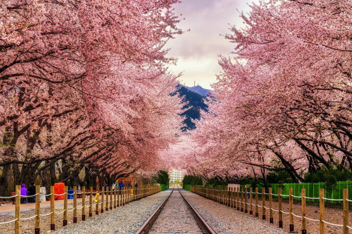 Circuit Coreea de Sud - Japonia: Sarbatoarea florilor de cires | 14 zile - Avion | 2027